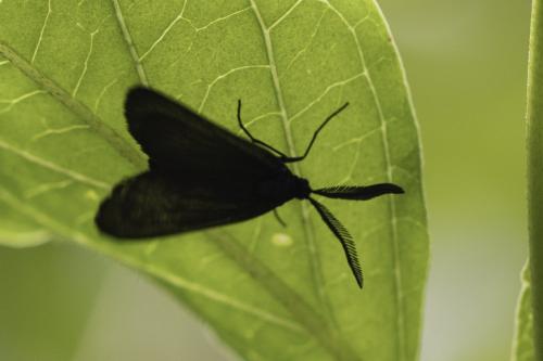 Rhagades pruni